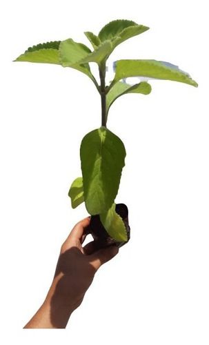 1 Muda De Boldo Do Chile Alta Qualidade - Planta Medicinal