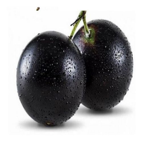 1 Muda De Jabuticaba Híbrida + Adubo De Plantio + Manual