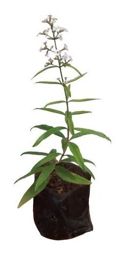 1 Muda De Limonete Planta Medicinal E Condimentar + Manual
