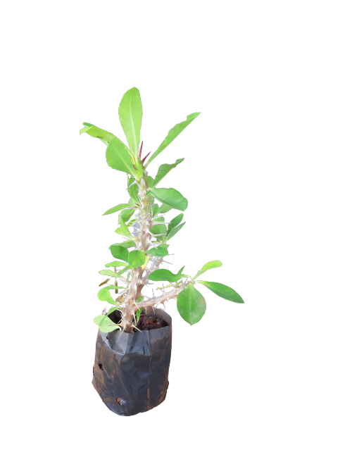 3 Mudas De Coroa De Cristo Vermelha Cerca Viva + Manual