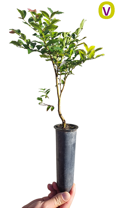 1 Muda De Jabuticaba Híbrida (produz Rápido) + Manual