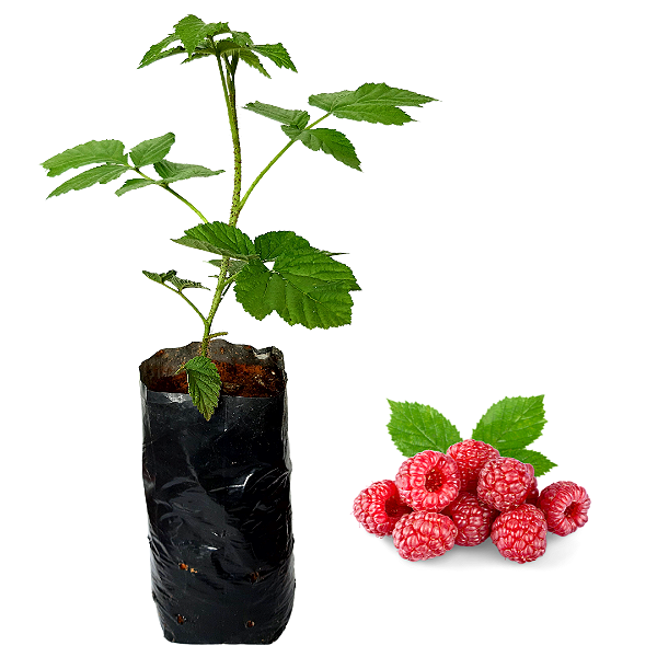1 Muda De Framboesa 1 Muda De Morango  + Manual De Plantio