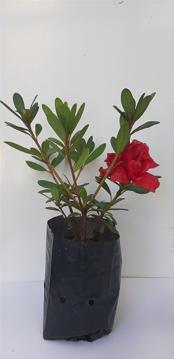 15 Mudas De Mini Ixoria Alta Qualidade + Manual