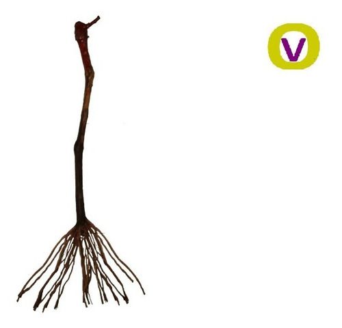 1 Muda De Uva Brs Isis Legítima + Manual De Plantio
