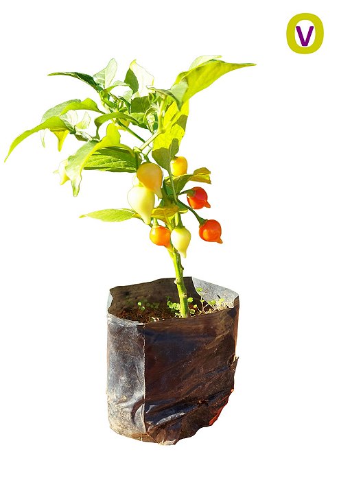 1 Muda De Tomate Cereja + 1 Pimenta Biquinho + Manual