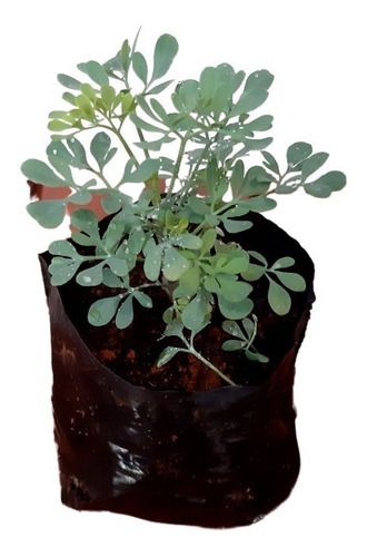 Kit 10 Mudas - Horta Medicinal - Diversas - Monte Seu Kit
