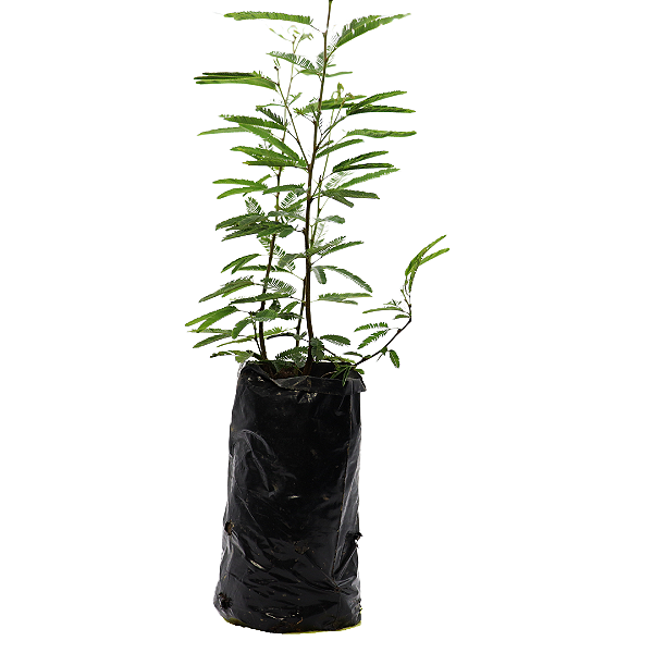 1 Muda De Caliandra Ornamental E Cerca Viva + Manual