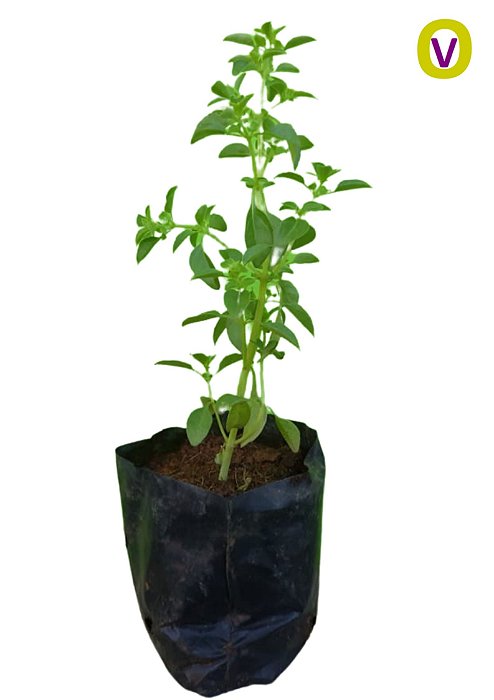 2 Mudas De Manjericão  (1 Roxo + 1 Verde) Temperos