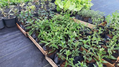 Kit 20 Mudas - Horta Medicinal - Diversas - Monte Seu Kit
