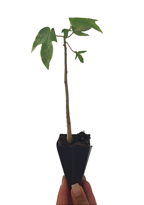 5 Mudas De Mamão Formosa  + Manual De Plantio