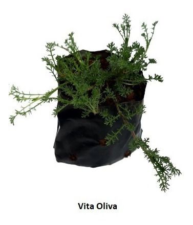 1 Muda De Marcelinha - Alta Qualidade - Planta Medicinal