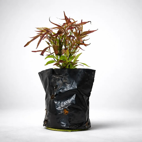 1 Muda De Anador - Alta Qualidade - Planta Medicinal