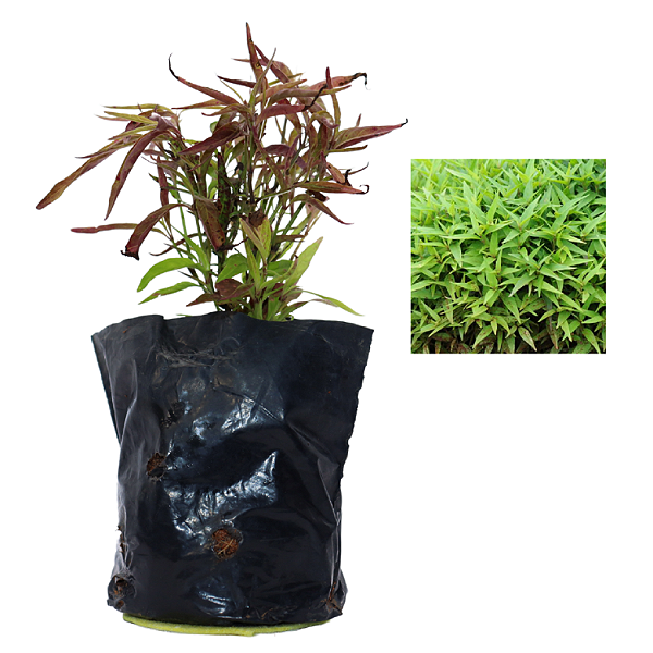 1 Muda De Anador - Alta Qualidade - Planta Medicinal