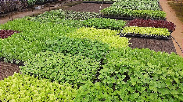 Kit - 20 Mudas Plantas Medicinais, Hortaliças, Temperos e Pancs- Escolha após compra + Manual De Plantio!