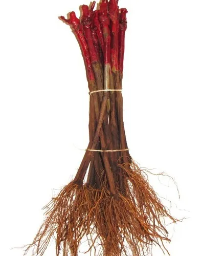 100 Mudas De Uva Enxertadas + Manual!