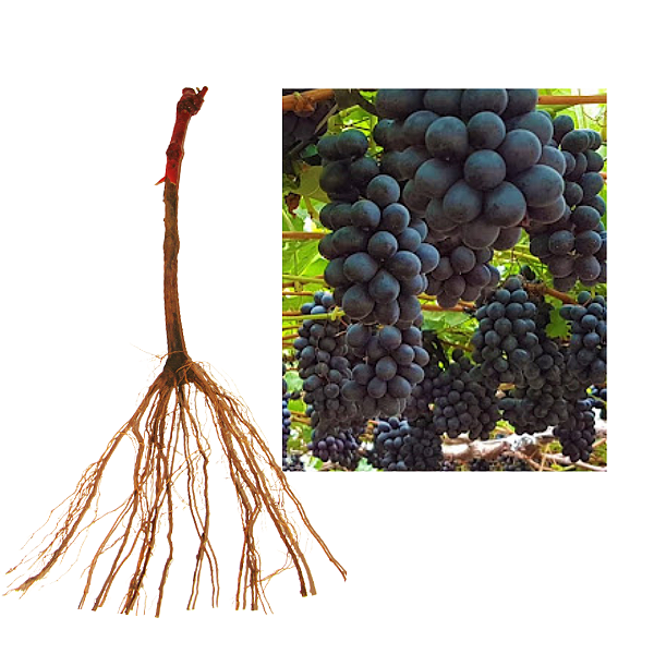 10 Mudas De Uva Brs Vitória Legítima + Manual De Plantio