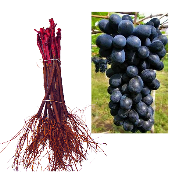 1 Muda De Uva Brs Vitória Legítima + Manual De Plantio