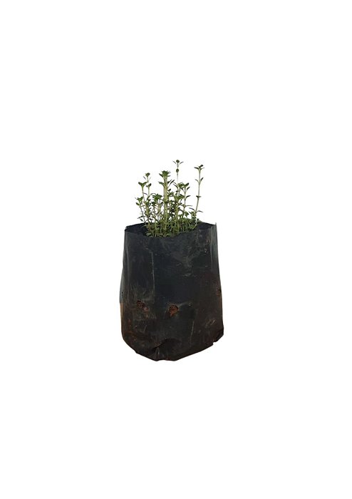 1 Muda De Tomilho - Alta Qualidade - Planta Condimentar