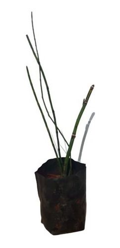 1 Muda De Cavalinha - Alta Qualidade -  Planta Medicinal