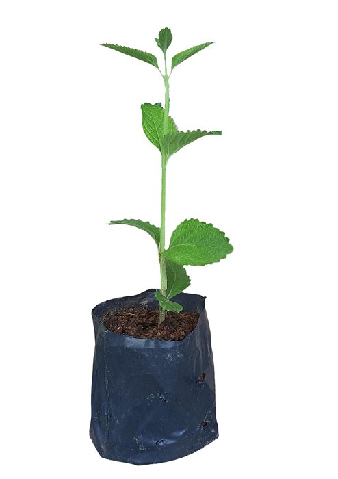 1 Muda De Melissa Alta Qualidade - Planta Medicinal