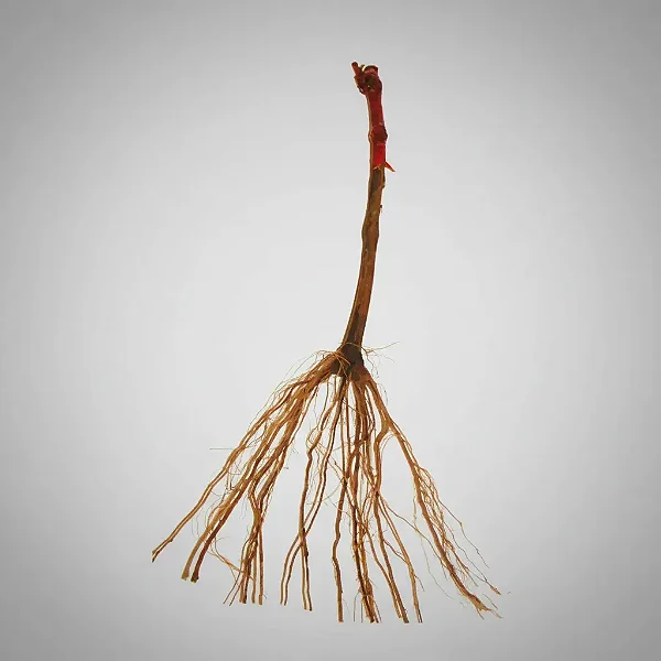 3 Muda De Uva / Videira + Manual - Diversas Cultivares!