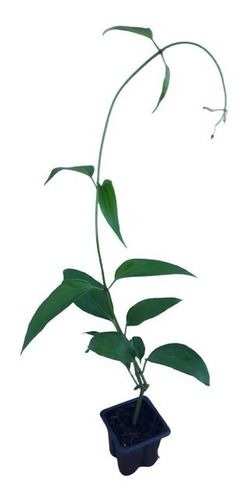 1 Muda De Guaco  Alta Qualidade - Planta Medicinal