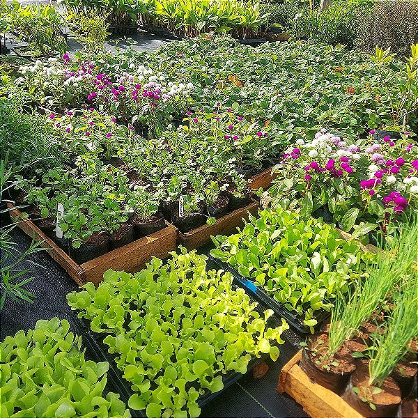 Kit 5 Mudas De Hortaliças ou Plantas Medicinais- Escolha após compra + Manual De Plantio!