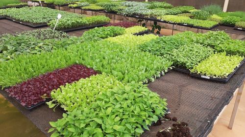 Kit 5 Mudas De Hortaliças Plantas Medicinais Monte Seu Kit