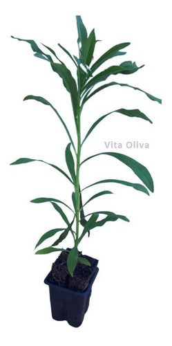 1 Muda De Arnica - Alta Qualidade - Planta Medicinal