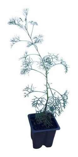 1 Muda De Canfora - Alta Qualidade - Planta Medicinal