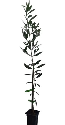 10 Mudas De Oliveira Koroneiki P/ Extração De Azeite!