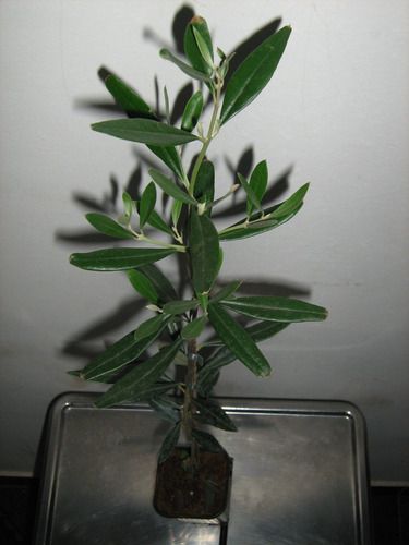 10 Mudas De Oliveira Koroneiki P/ Extração De Azeite