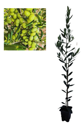 10 Mudas De Oliveira Arbequina P/ Extração De Azeite + Manual de Plantio!