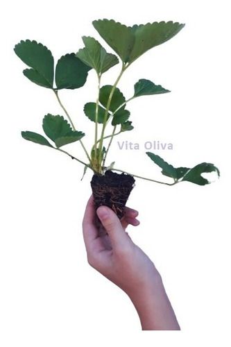 Kit 50 Mudas De Morango + 50 Adubo Orgânico + Manual