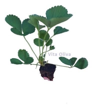 Kit - 10 Mudas De Morango + Manual De Plantio