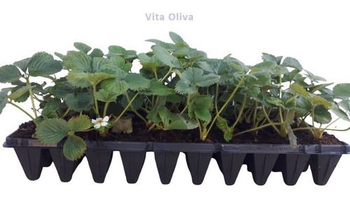 Kit 50 Mudas De Morango San Andreas + Manual