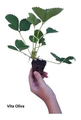 Kit 10 Mudas De Morango San Andreas +  Manual