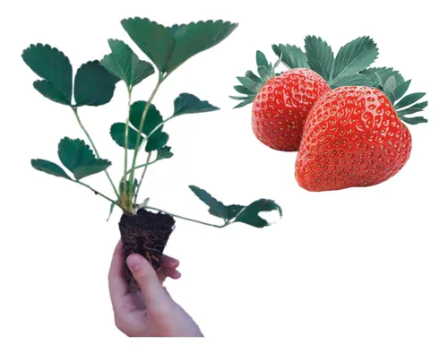 1 Muda De Morango Selecionada + Manual De Plantio!