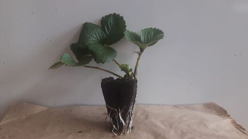 1 Muda De Morango Selecionada + Manual De Plantio