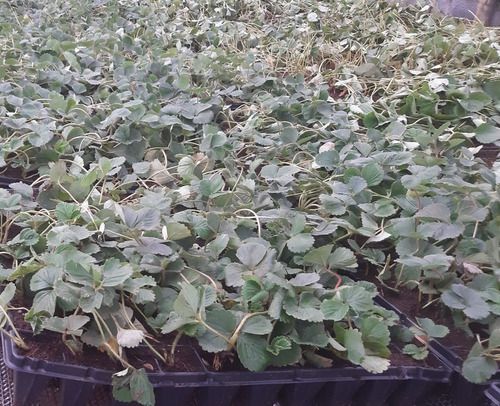 Kit - 10 Mudas De Morango Selecionadas + Manual De Plantio