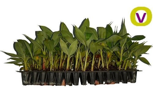 100 Mudas De Banana Micropropagadas - Prata, Nanica E Maçã