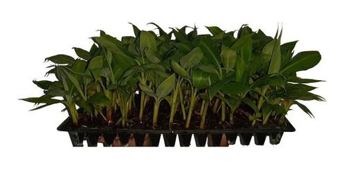 Kit 50 Mudas De Banana Micropropagadas - Maçã Prata E Nanica