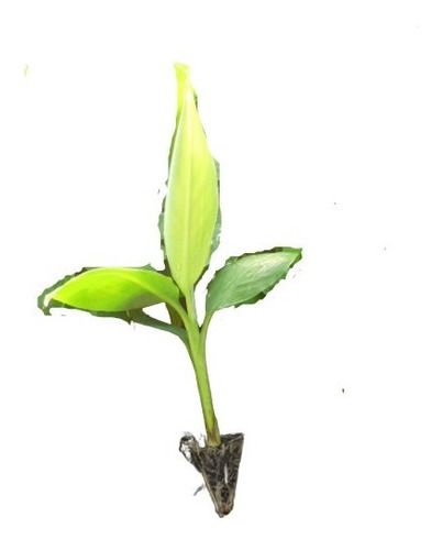 Kit 50 Mudas De Banana Micropropagadas + Manual De Plantio