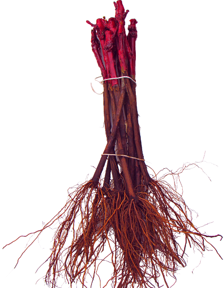 5 Mudas De Uva / Videira Diversas Cultivares + Manual