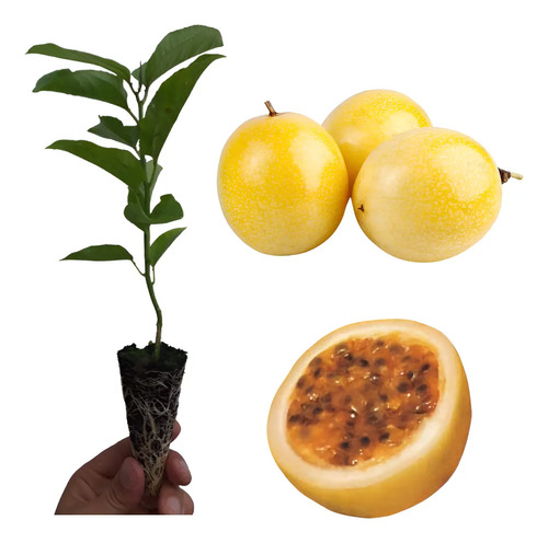 Kit - 20 Mudas De Maracujá Amarelo + Manual!