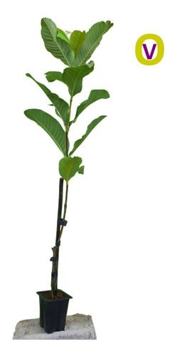 Kit 15 Mudas 5 Uvas + 5 Oliveiras + 5 Goiabas + 15 Adubos