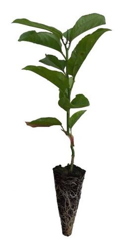 1 Muda De Maracujá Amarelo Produtiva Suco E Polpa + Manual