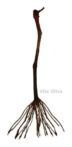 Kit 9 Mudas:  3 Uvas + 3 Oliveiras + 3 Goiabas + 9 Adubos