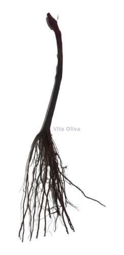 Kit 3 Mudas De Uvas + 3 Oliveiras + 3 Goiabas + Brinde Adubo