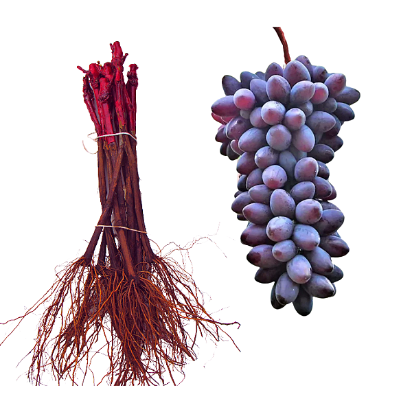 Kit 5 Mudas De Oliveira + 5 Mudas De Uva + Manual de Plantio